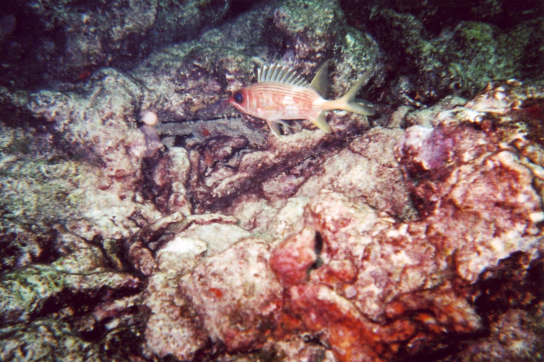 Longfin squirrelfish