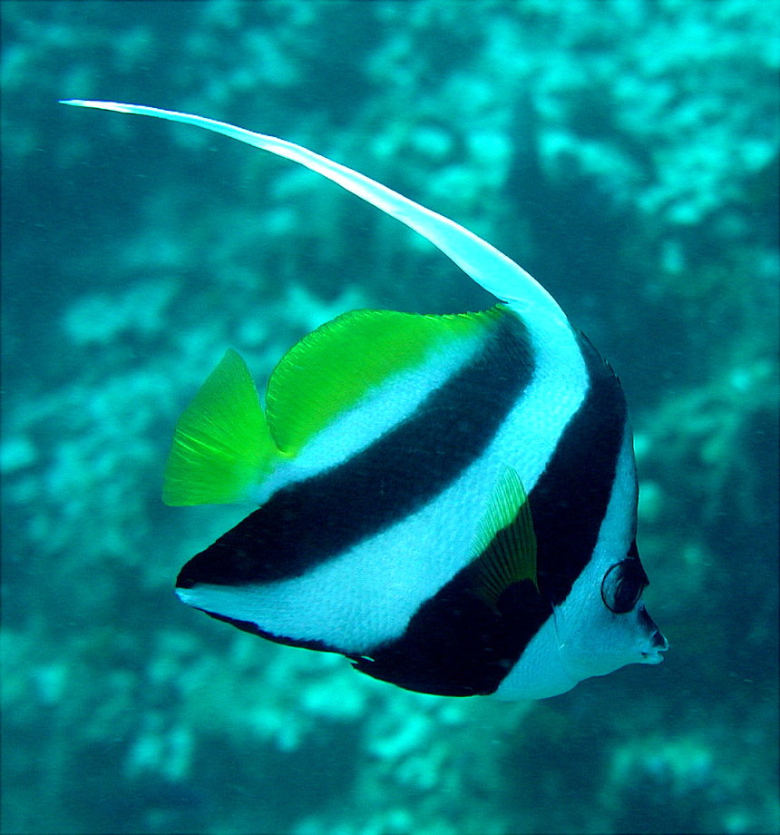 LongfinBannerfish-Fiji