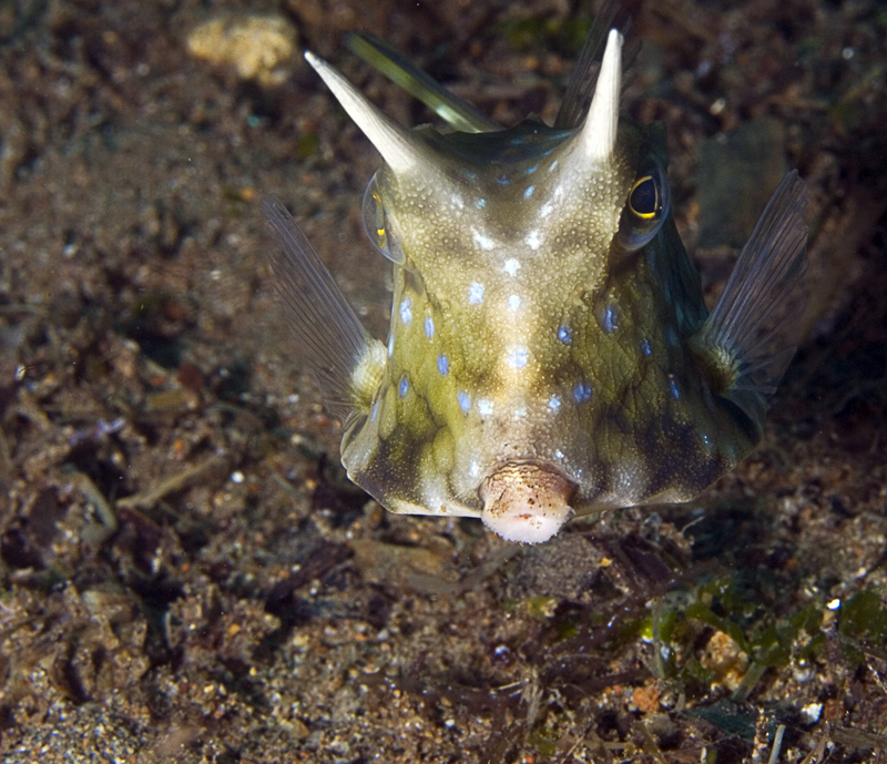 Longhorn Cowfish II