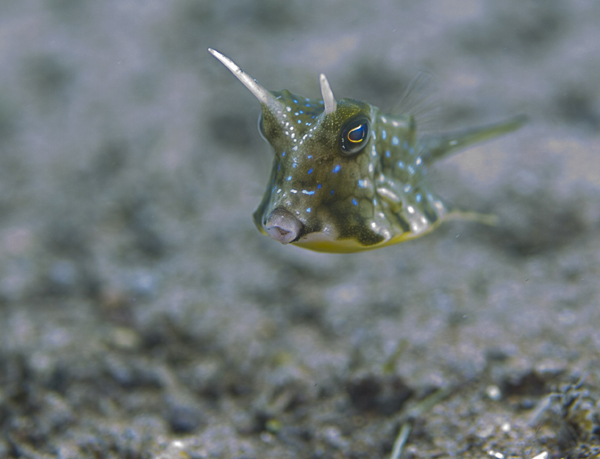 Longhorn Cowfish