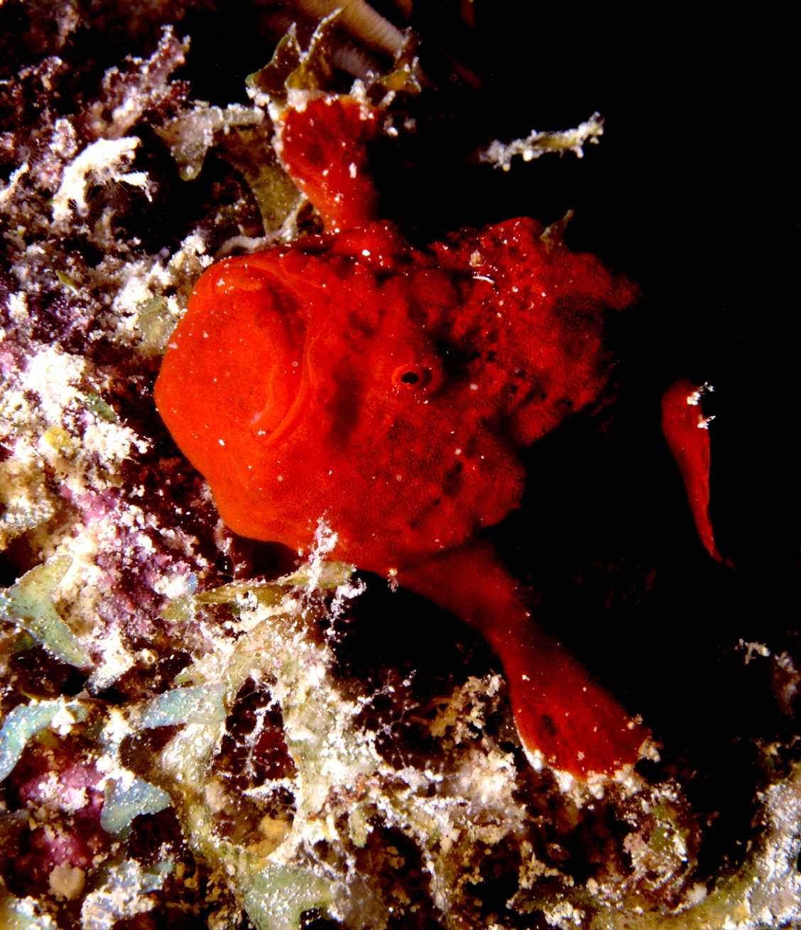 Longlure Frogfish