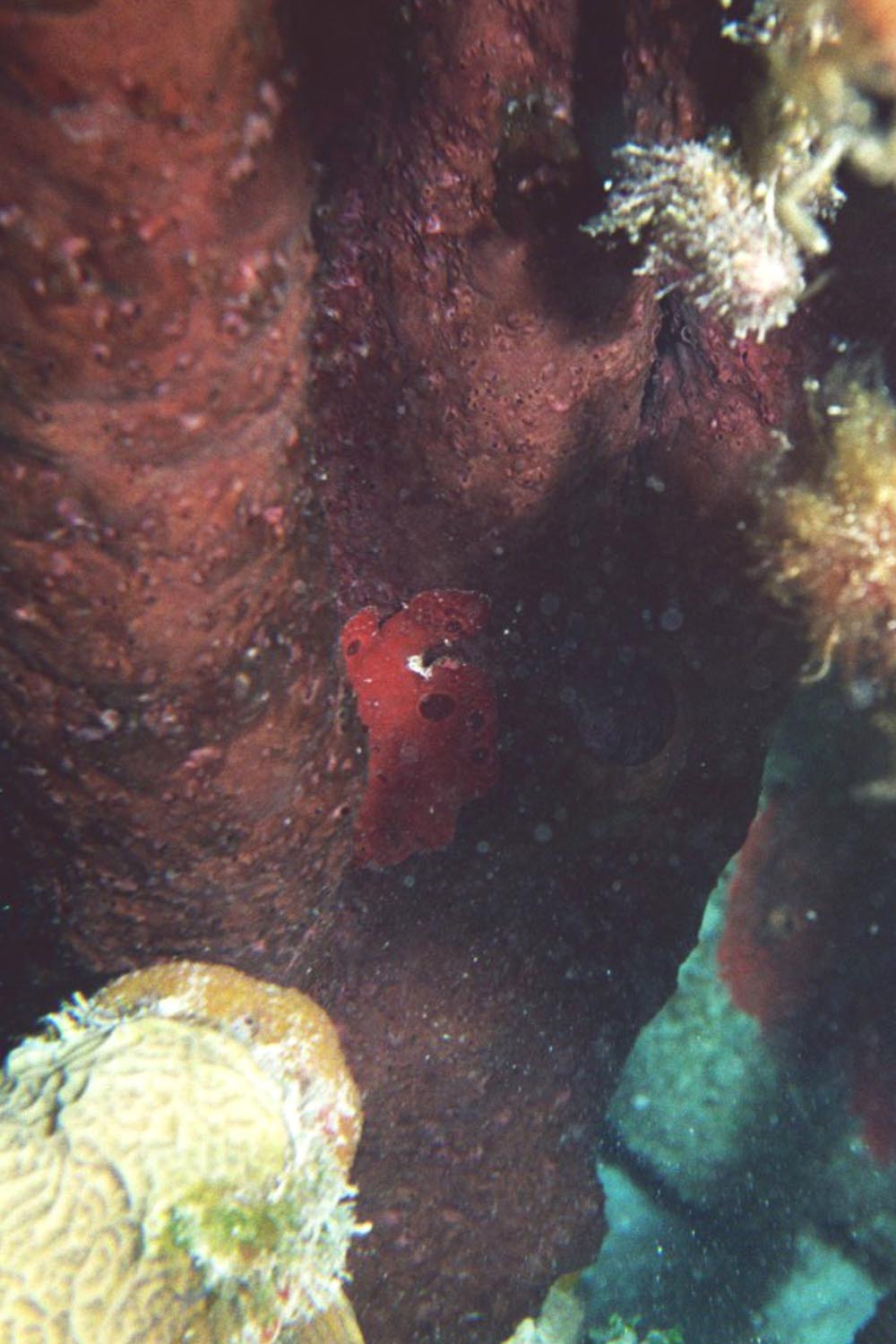 Longlure Frogfish