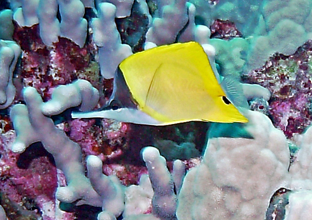 Longnose Butterflyfish - Lauwiliwilinukunuku oi'oi