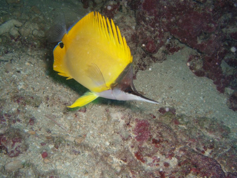 Longnose Butterflyfish