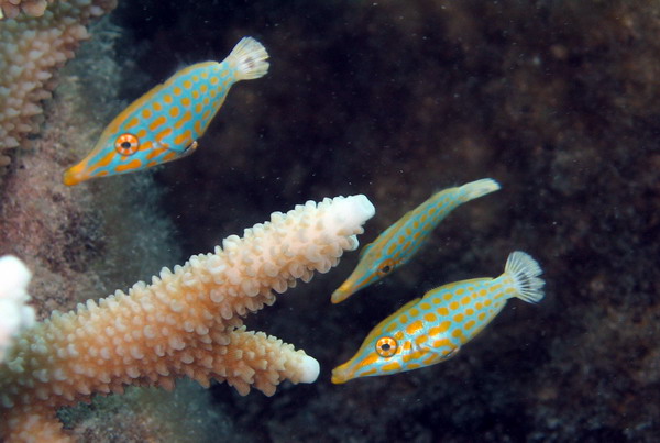 Longnose Filefish Juveniles