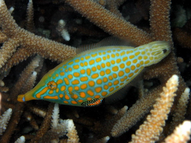 Longnose Filefish