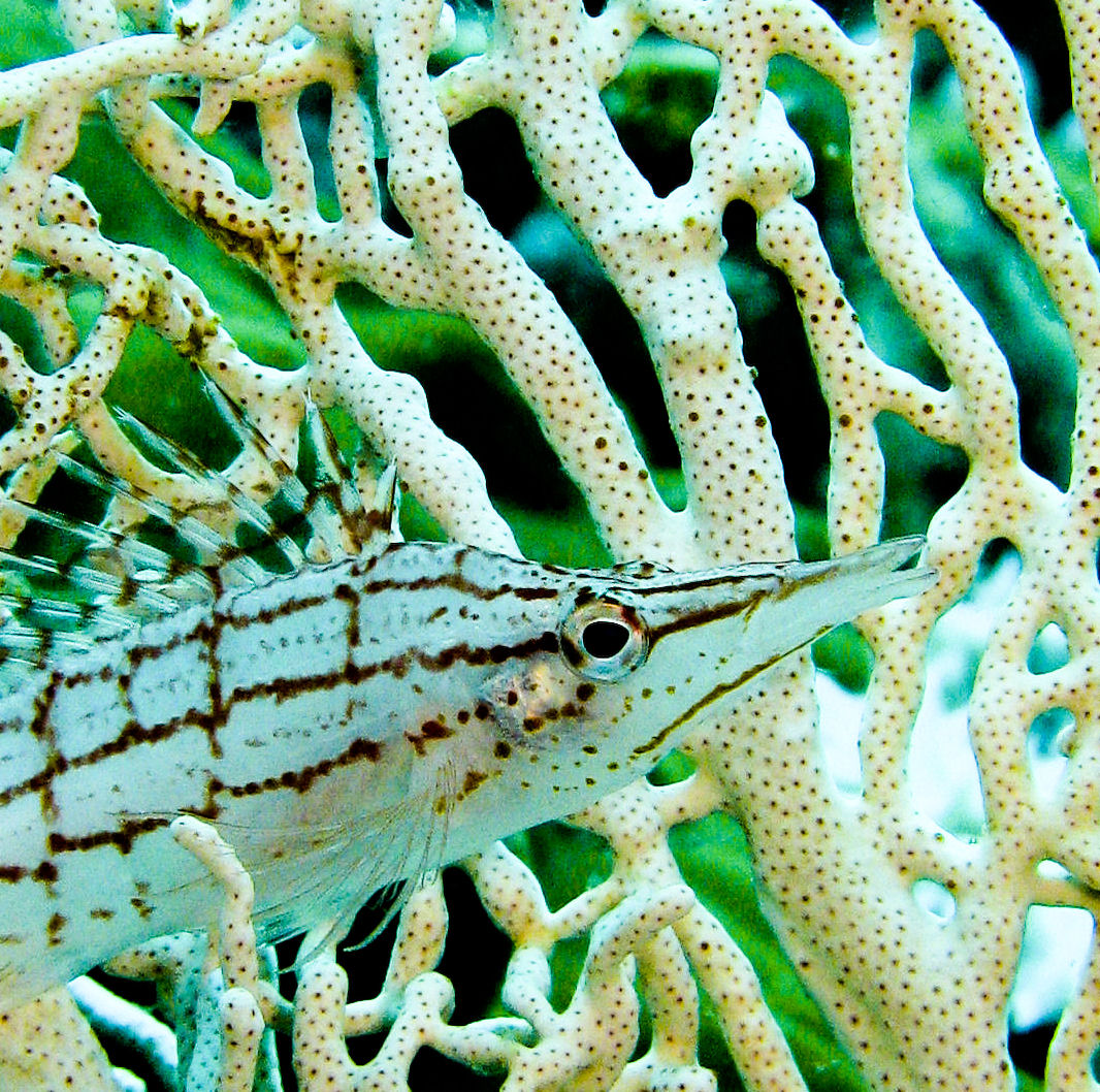 Longnose hawkfish