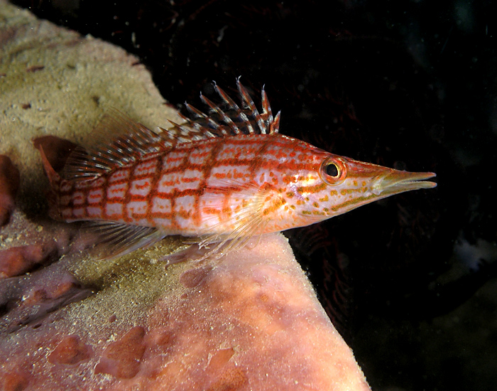 Longnose Hawkfish