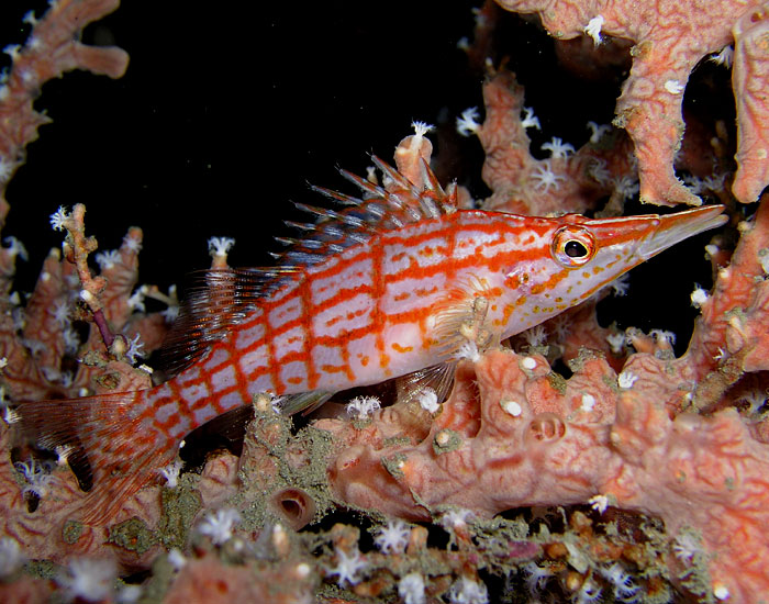 Longnose Hawkfish