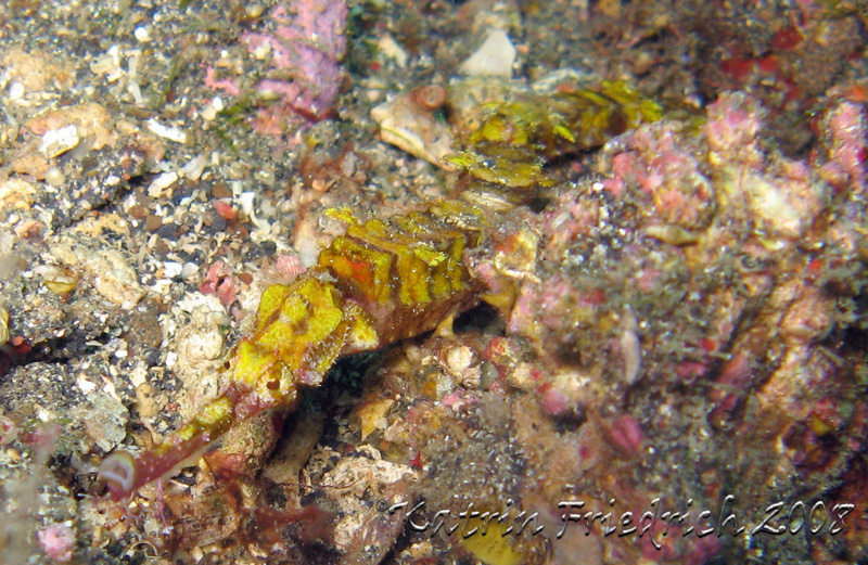 longnose pipefish