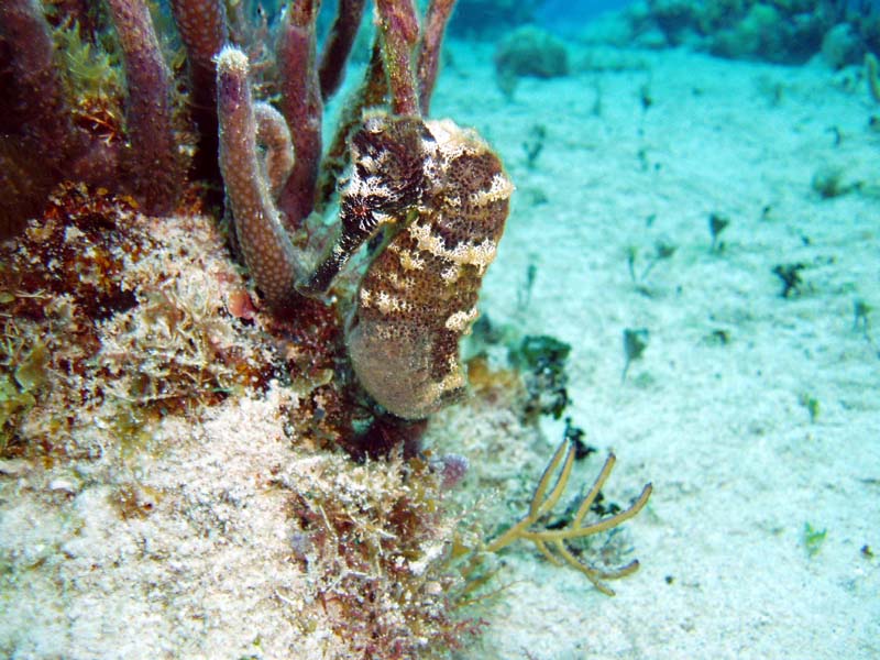 Longnose Seahorse