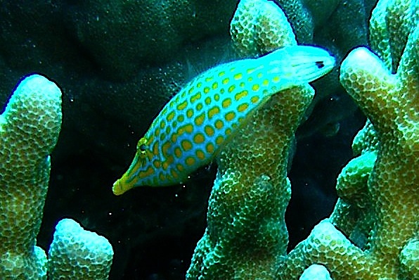 Longnose_Filefish_Nalusaun_1