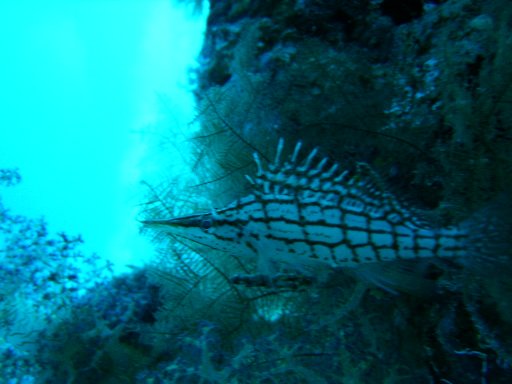 longnosed_hawkfish_-_Sharm