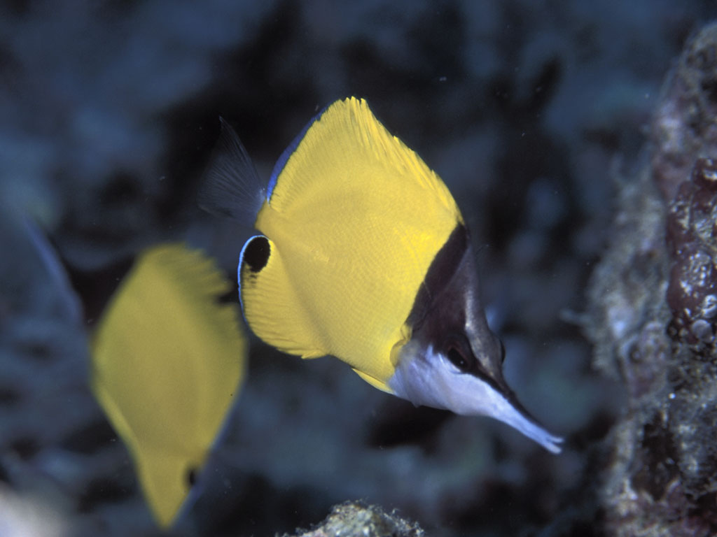 Longsnout Butterfly Fish