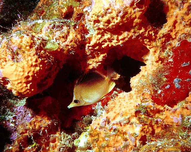 Longsnout Butterflyfish