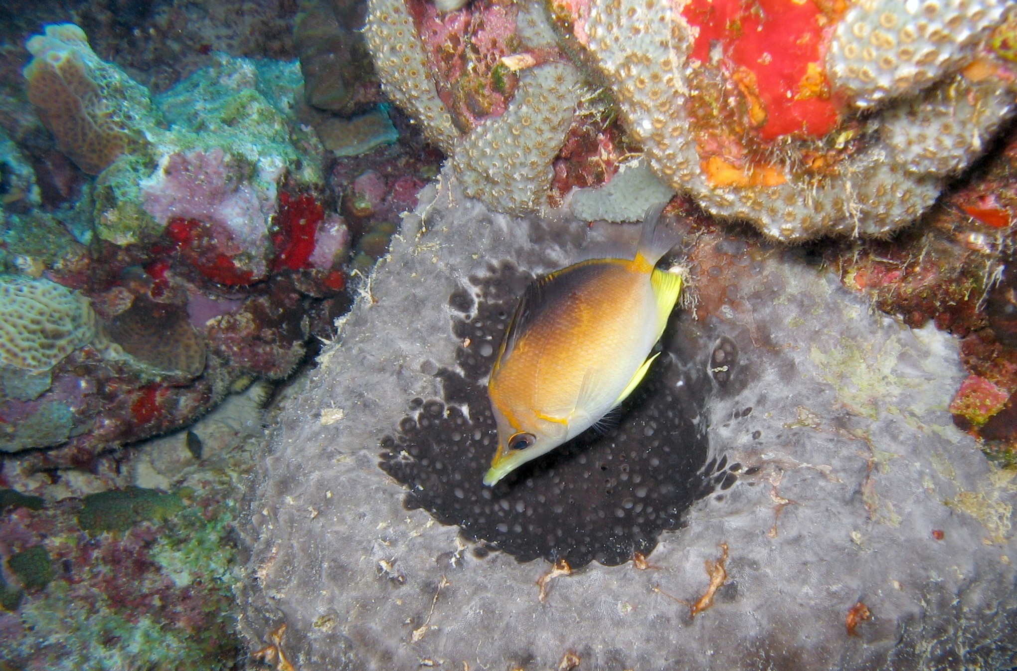 Longsnout Butterflyfish