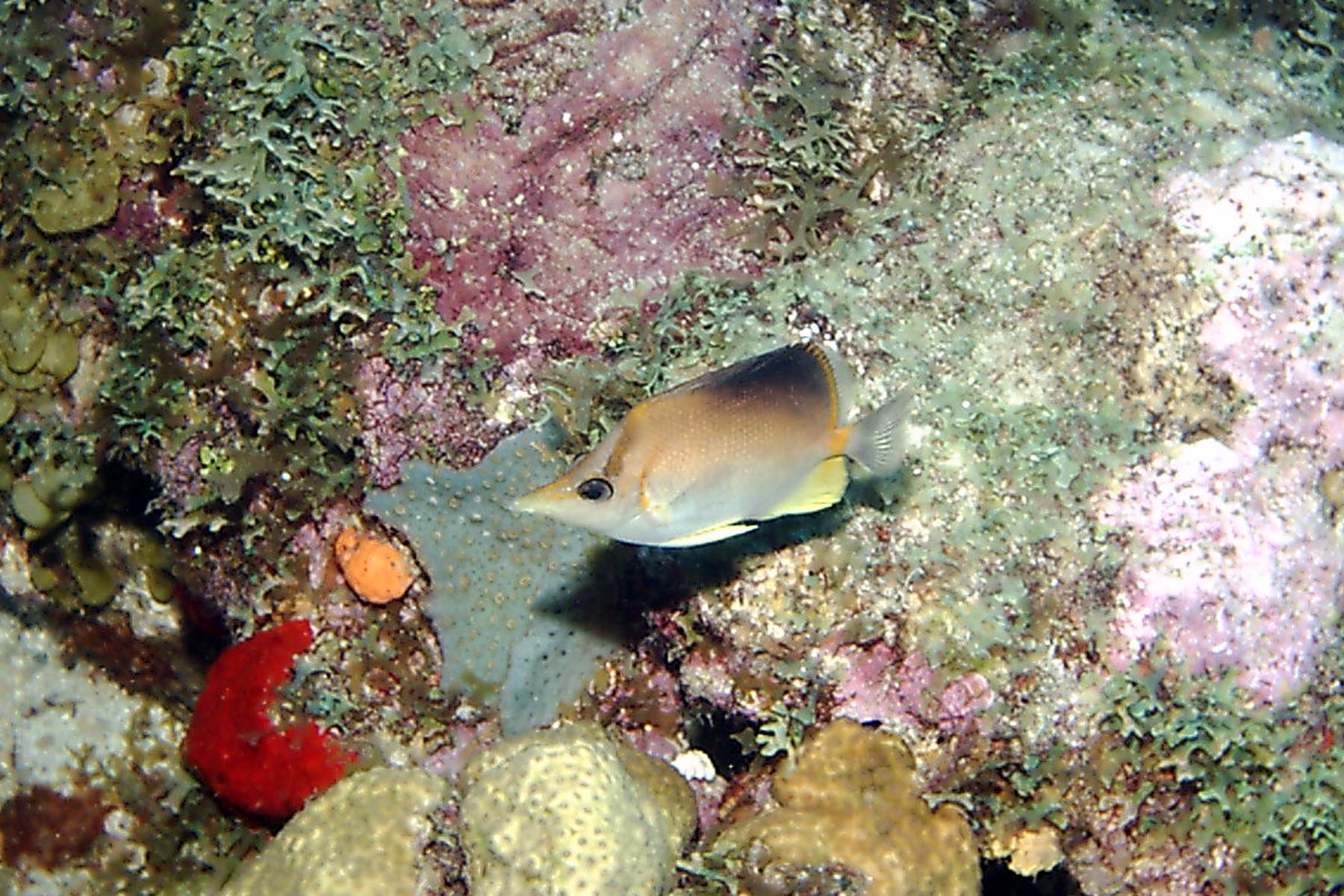 Longsnout Butterflyfish