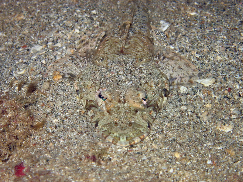 Longsnout Flathead