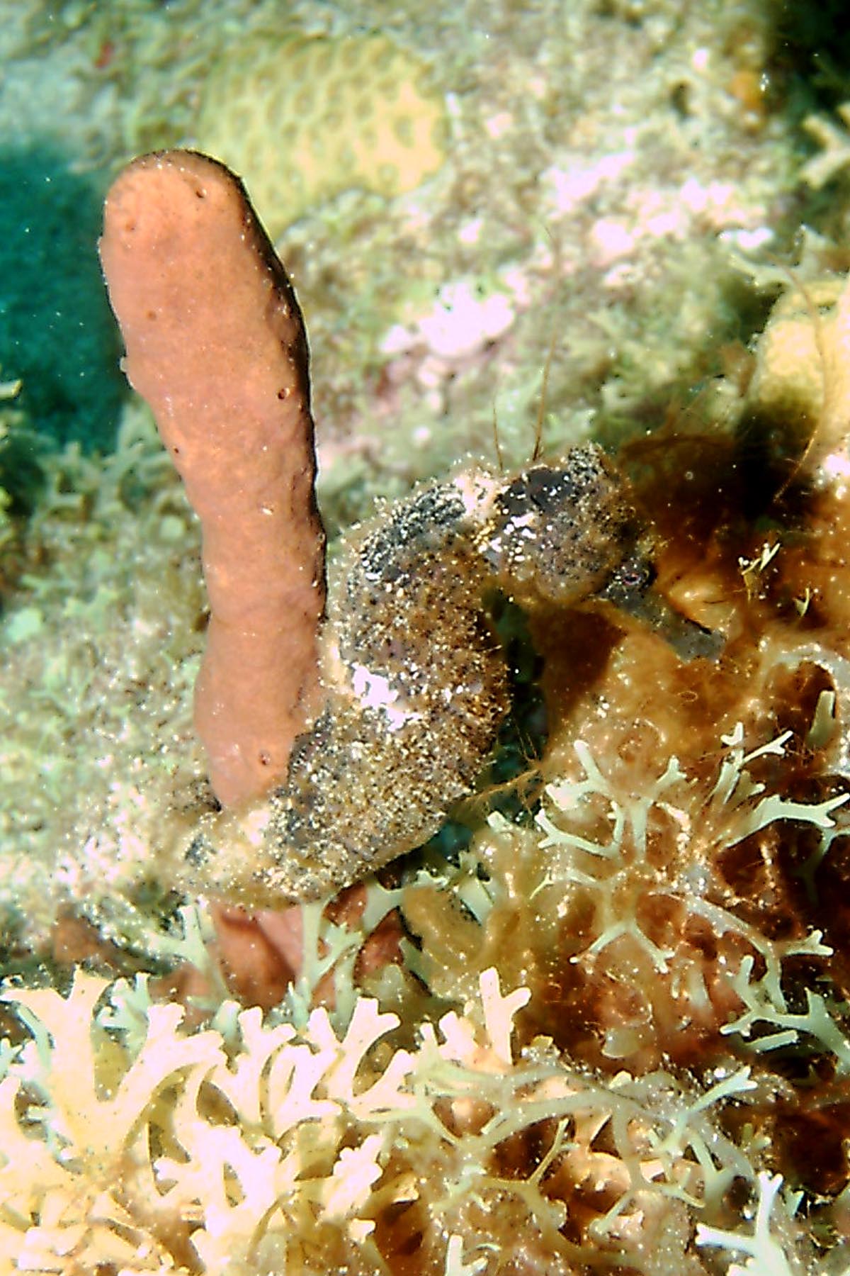 Longsnout Seahorse - Bi-colored