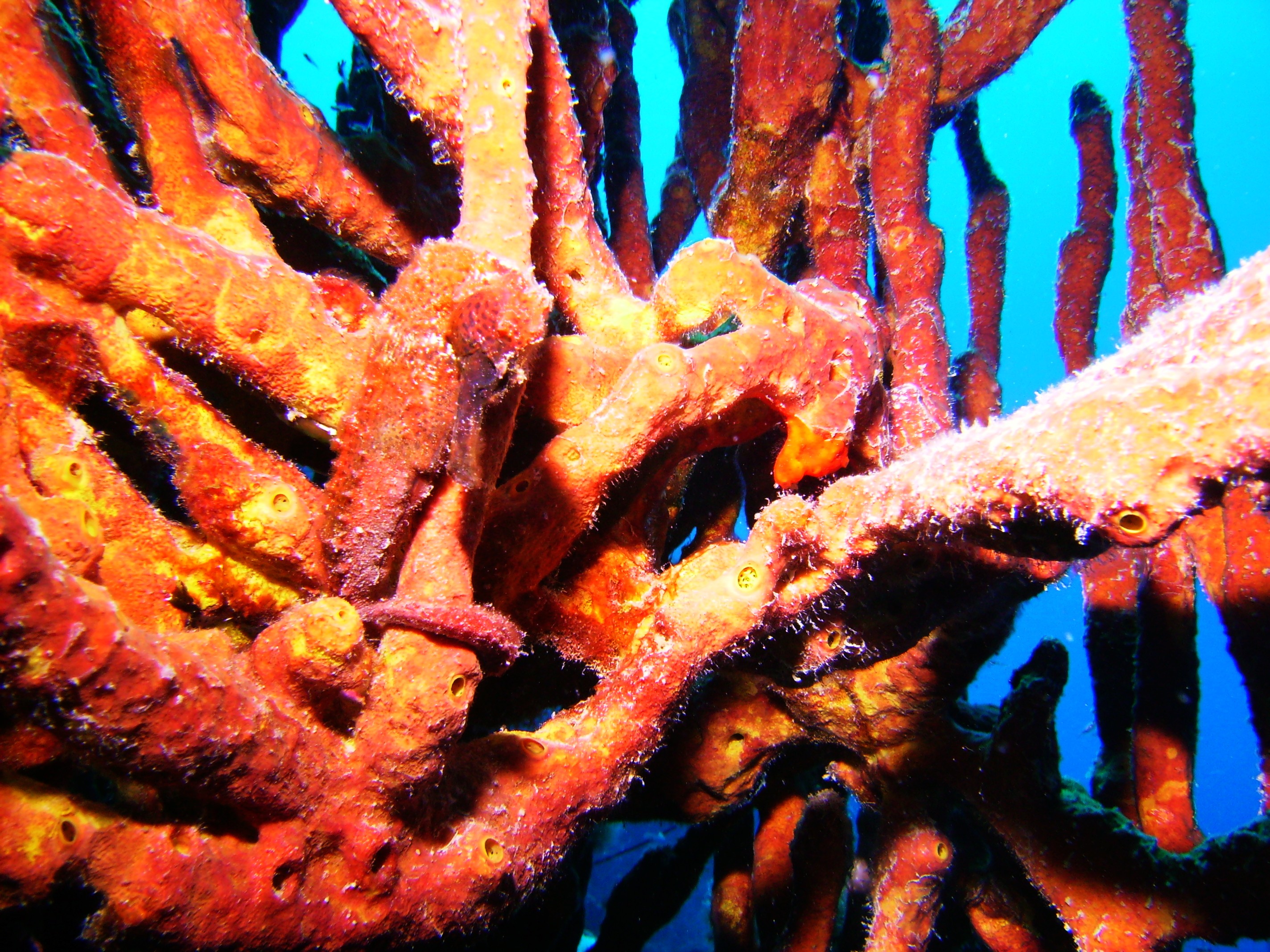 Longsnout Seahorse