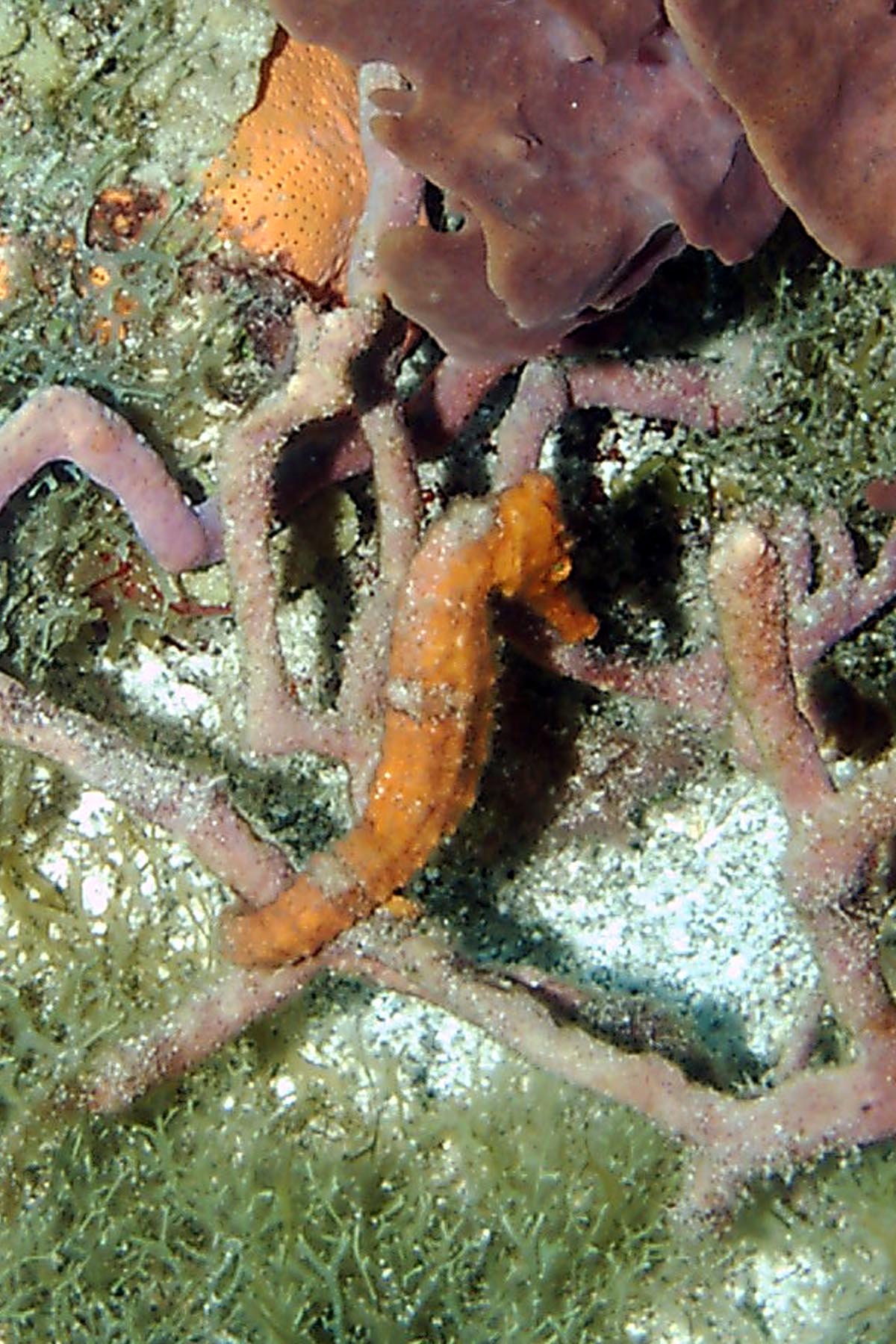 Longsnout Seahorse