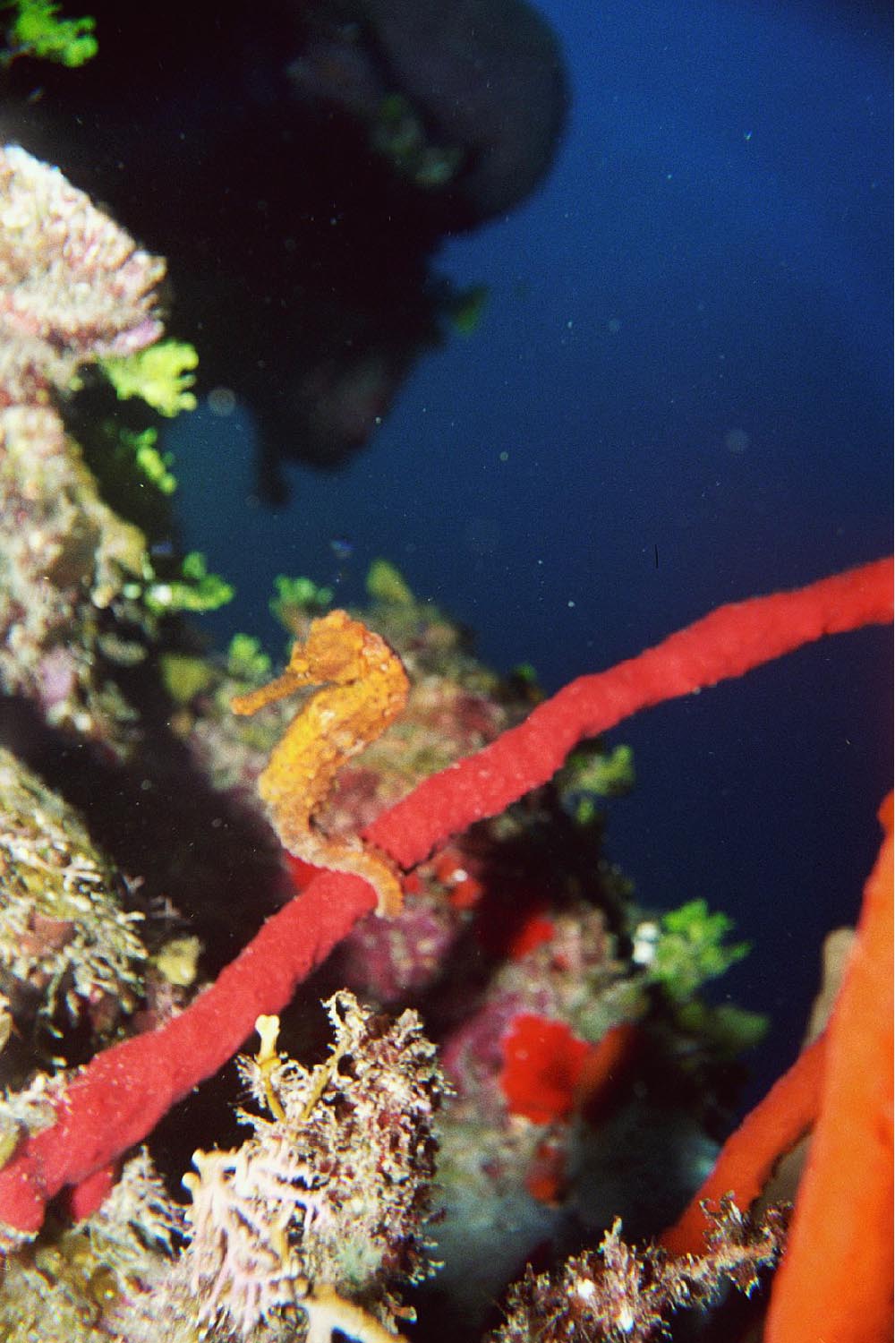 Longsnout Seahorse