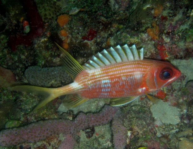 Longspine Squirrelfish