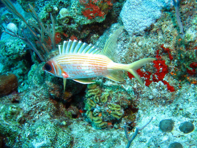 Longspine Squirrelfish