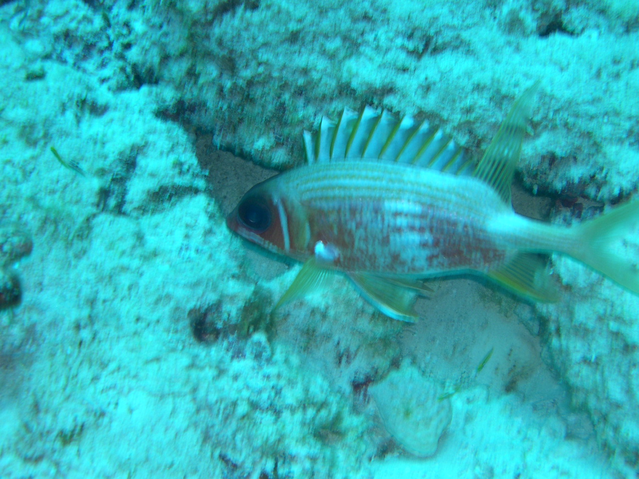 Longspine Squirrlefish