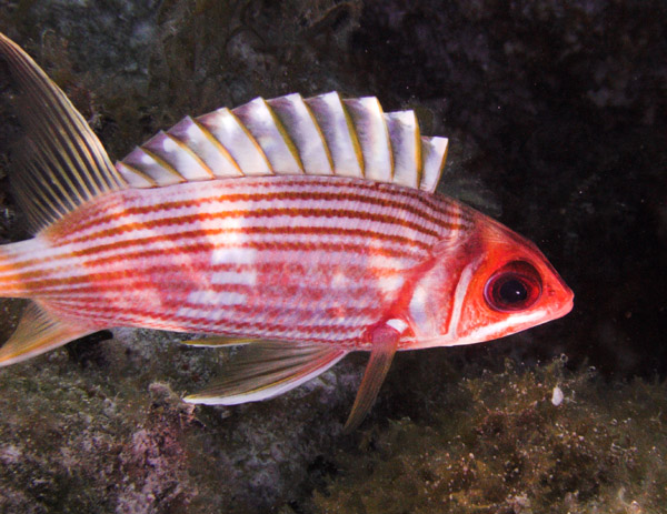 Longspine_Squirrelfish.jpg