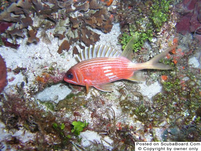 Longspine_Squirrelfish