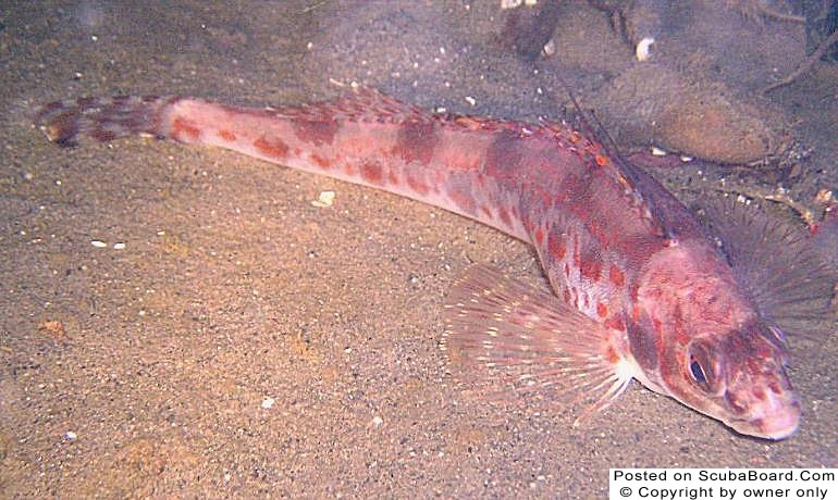 longspinecombfish