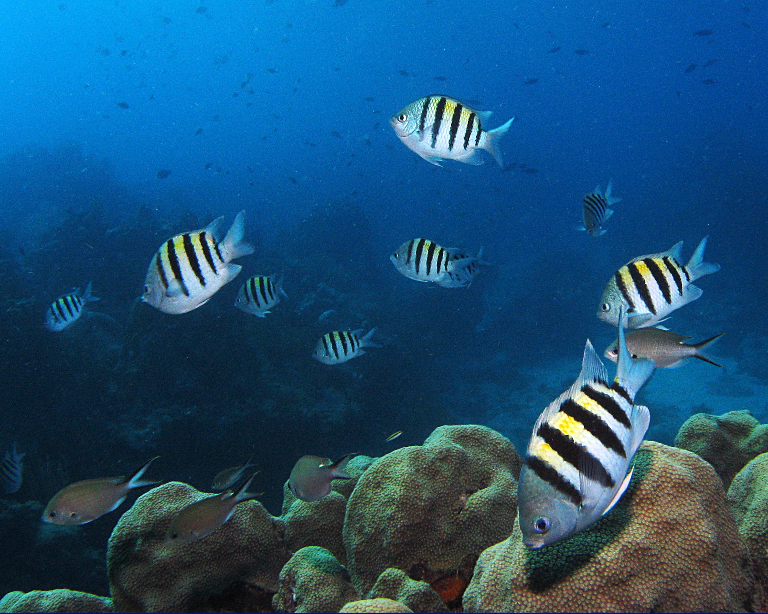 Looe Reef