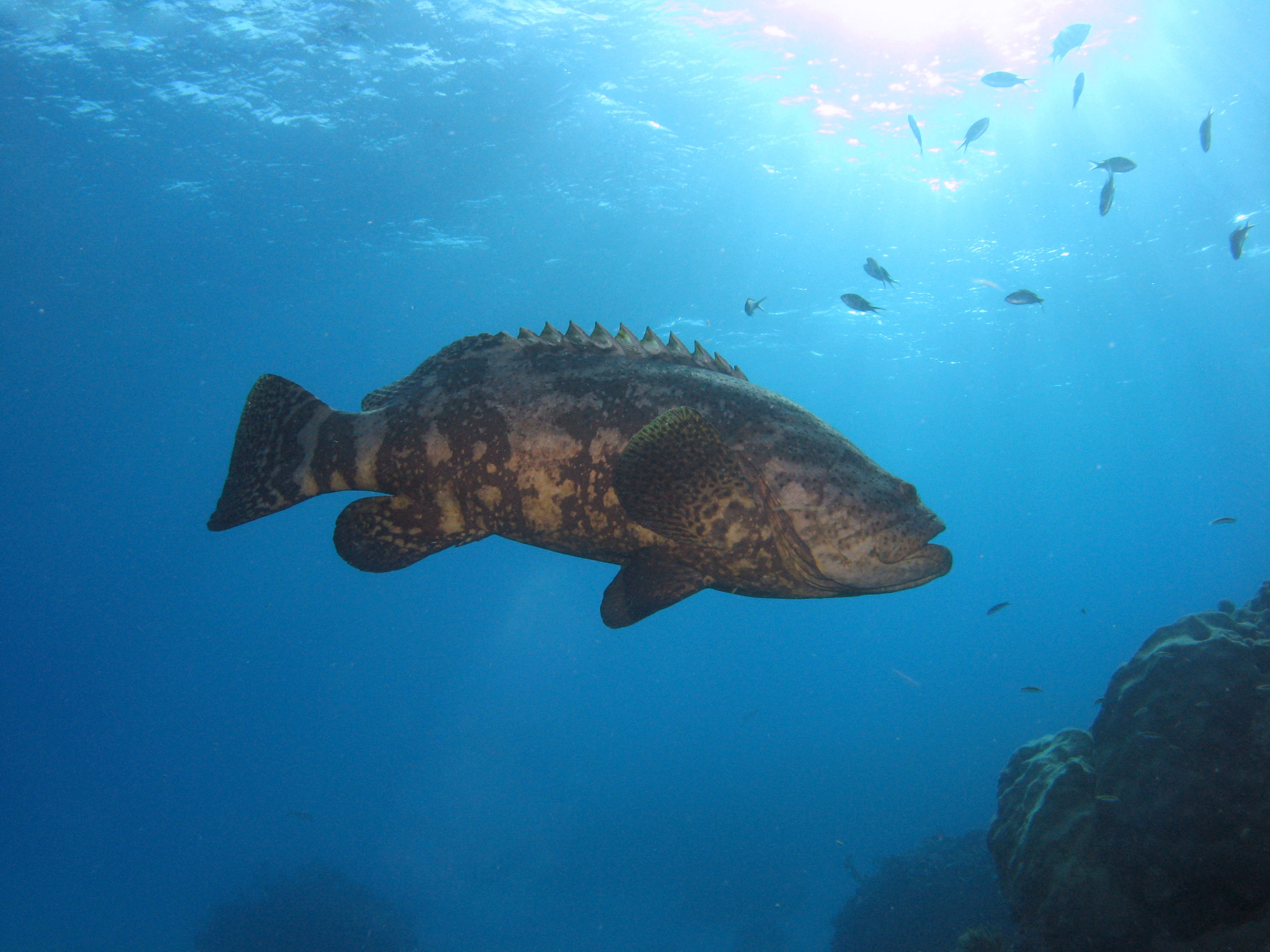 Looe Reef