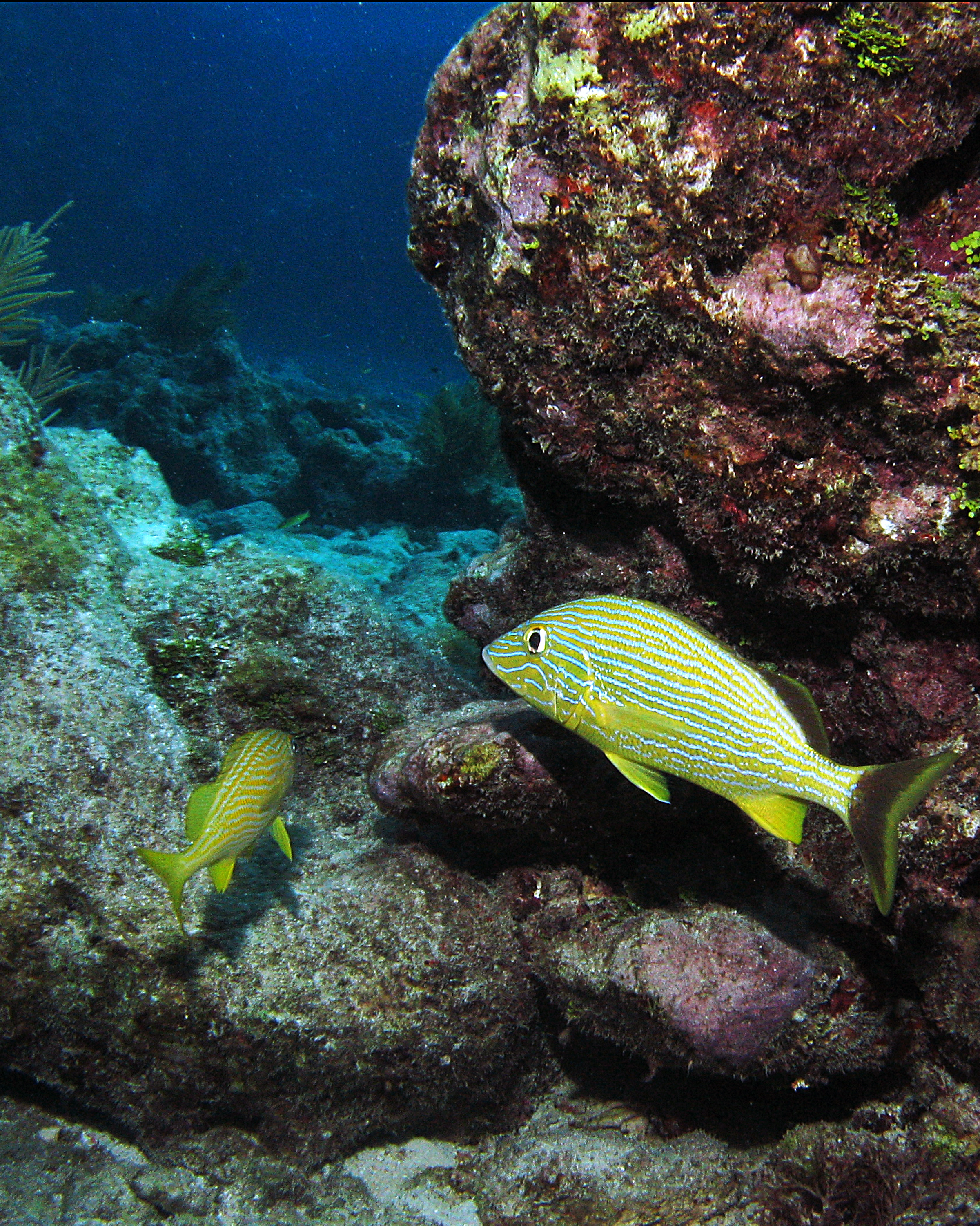 Looe Reef