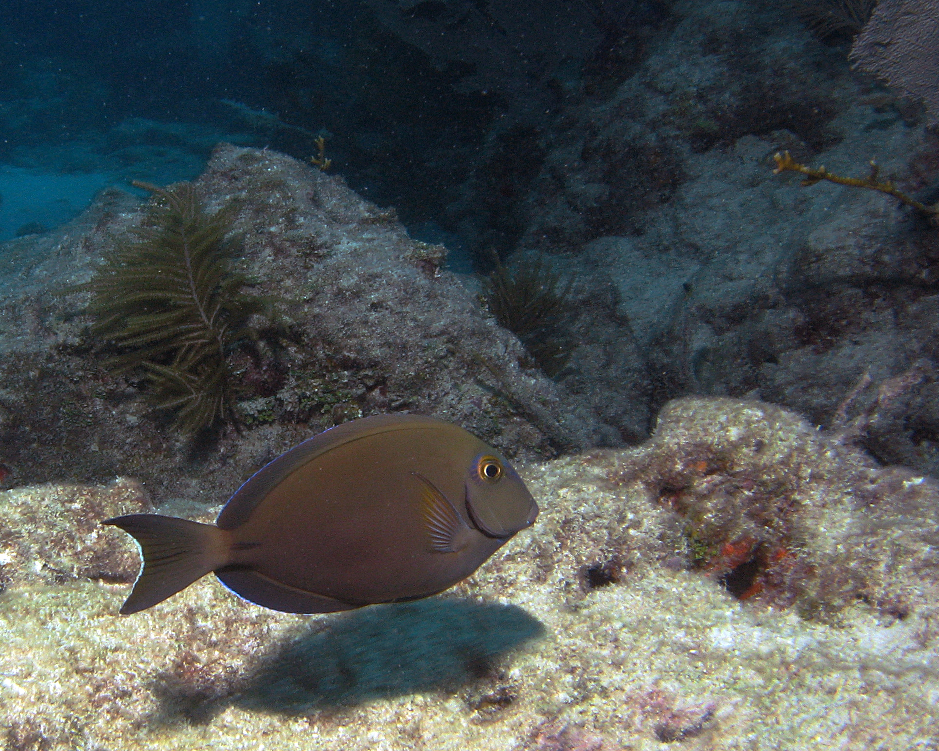 Looe Reef