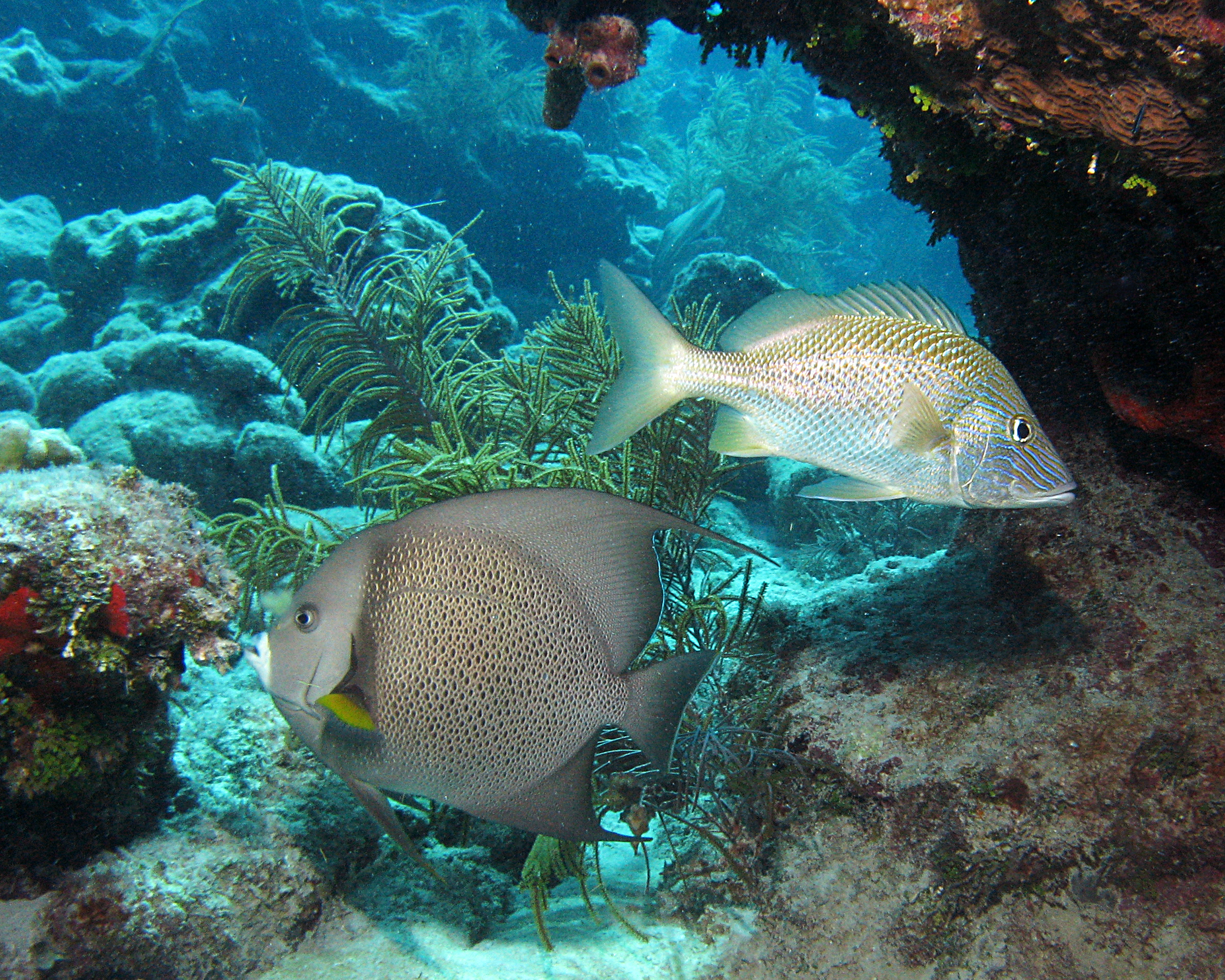 Looe Reef