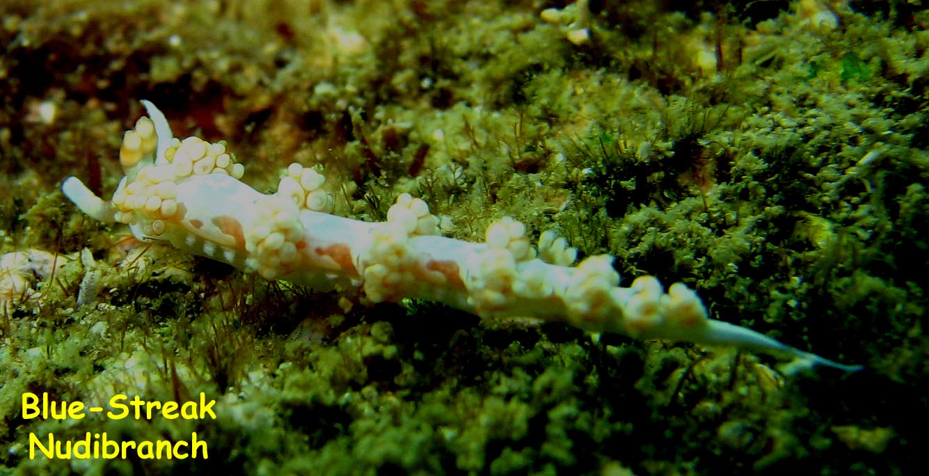 Los Beatos, Isla Borracha, Venezuela