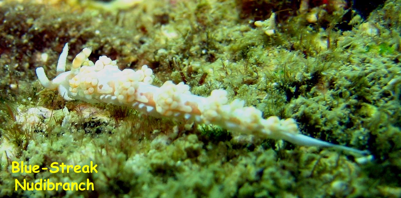 Los Beatos, Isla Borracha, Venezuela