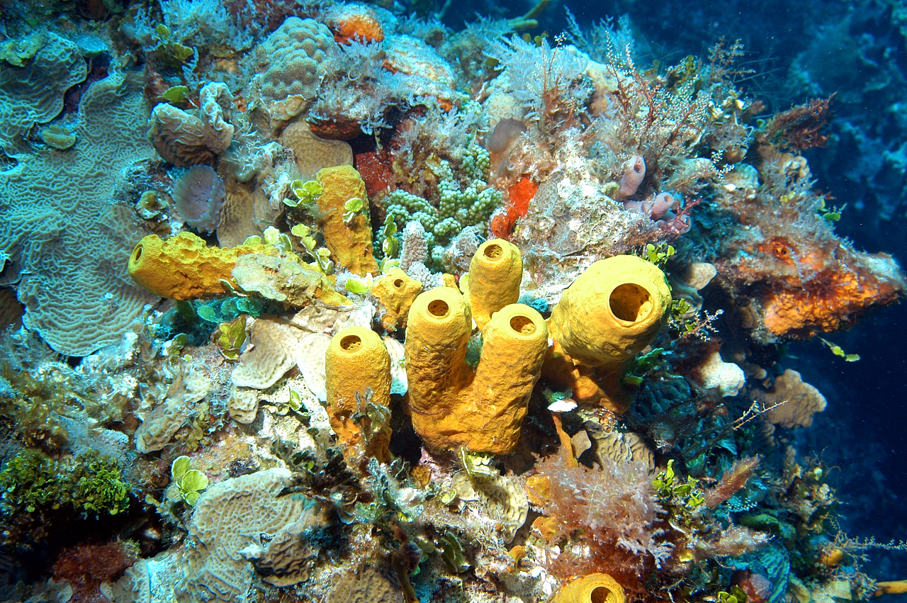 Los Corales de Cozumel