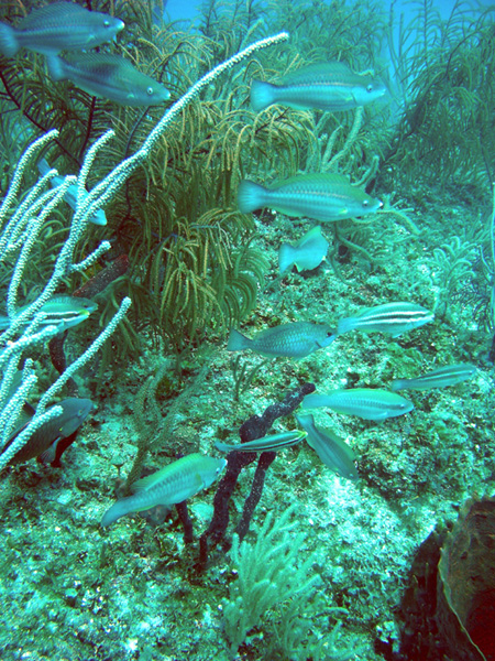 Lots of parrot fish