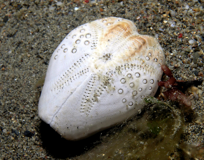 Lovenia Sea Urchin