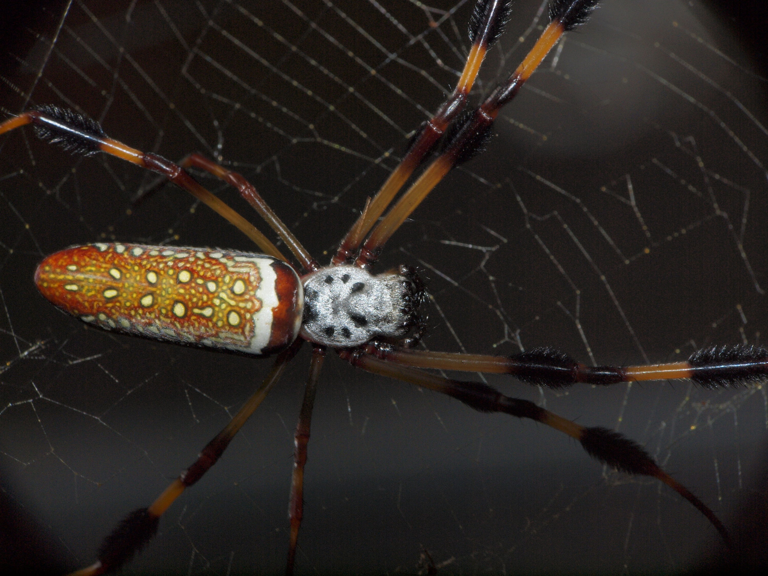 Lower Alabama Garden Spider