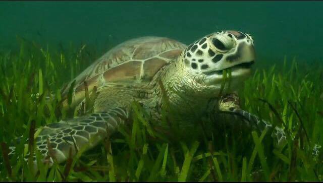 Lunch time in turtle world