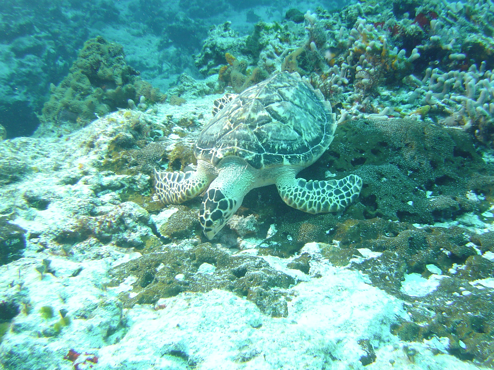 Lunchtime/Cozumel/032907