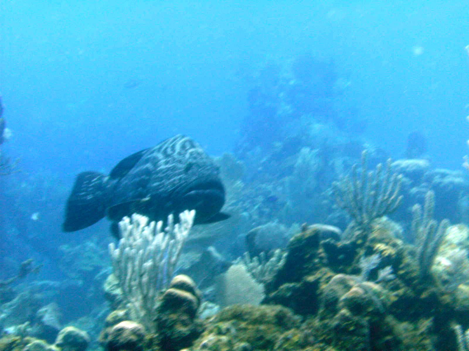 Lurking grouper