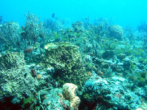 Lyn's Reef