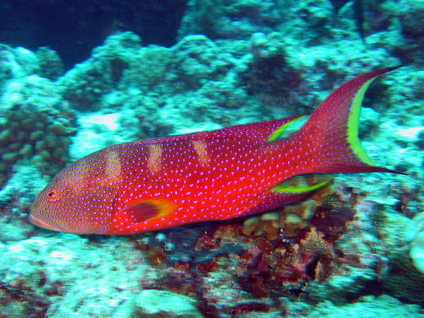 Lyretail Grouper