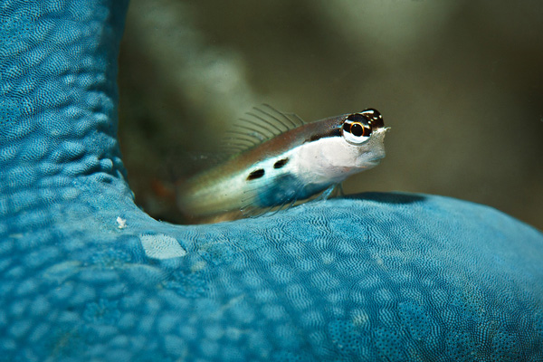 Mabul blue goby