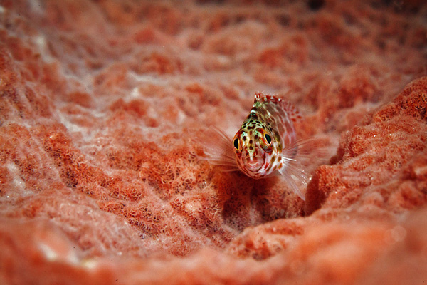 Mabul red hawkfish